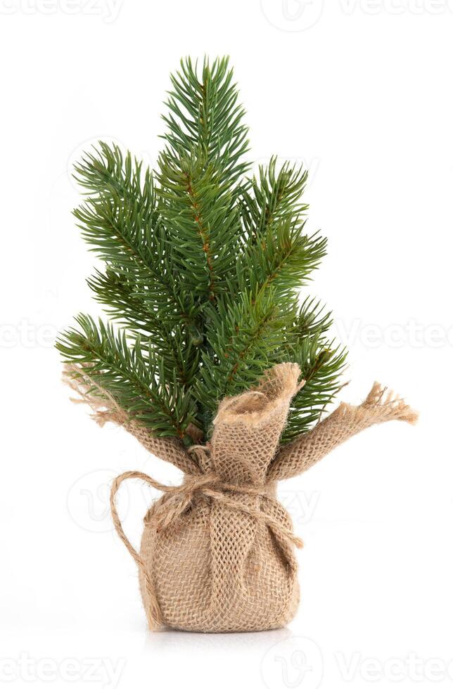 Small green fir tree in a burlap sack isolated on white background photo