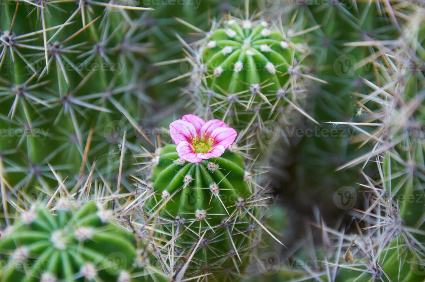 A Beautiful green cactus with large spines and a pink flower. Blooming cactus. Close-up. photo
