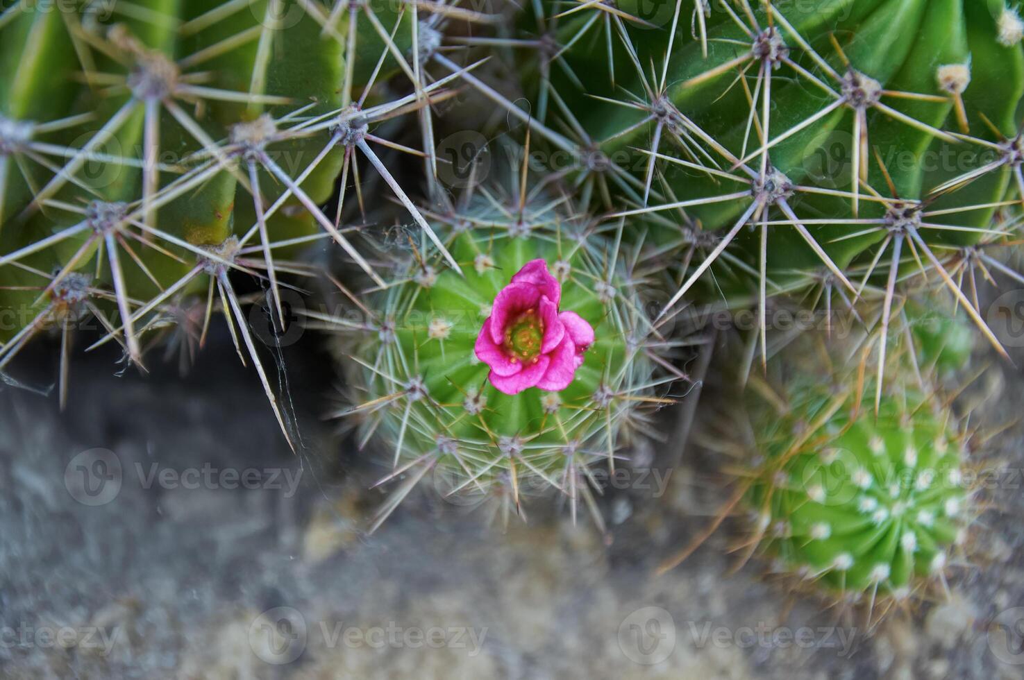 A cactus with large spines and a pink flower. Blooming cactus. Close-up. photo