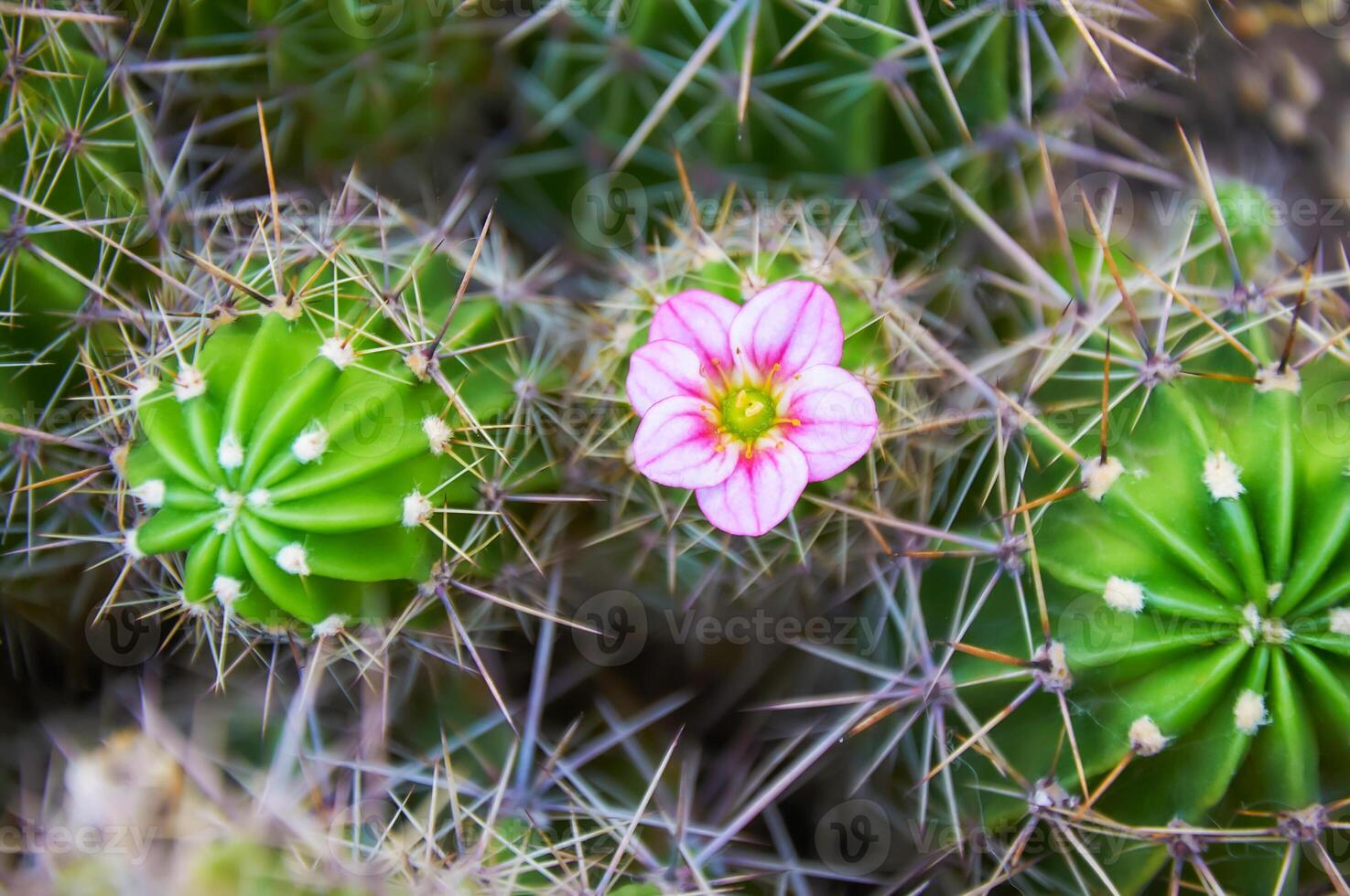 A green cactus with large spines and a pink flower. Blooming. Close-up. photo
