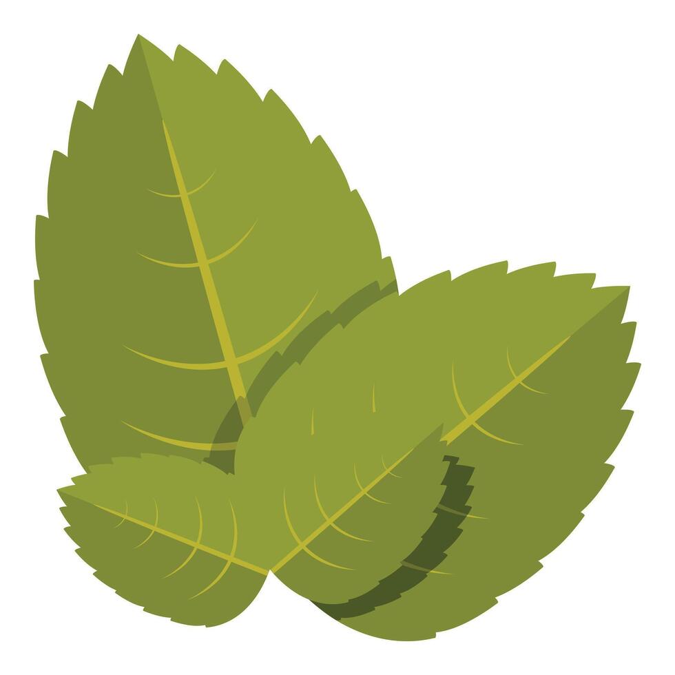 Three green spearmint leaves overlapping creating relaxing herbal tea sensation vector