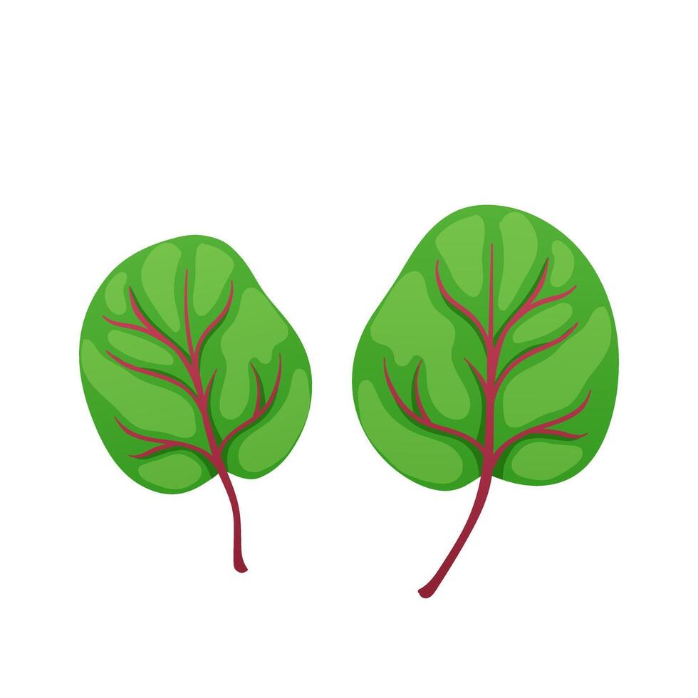 Green sorrel leaves in flat design. Fresh herbs harvest for salad cooking. illustration isolated. vector