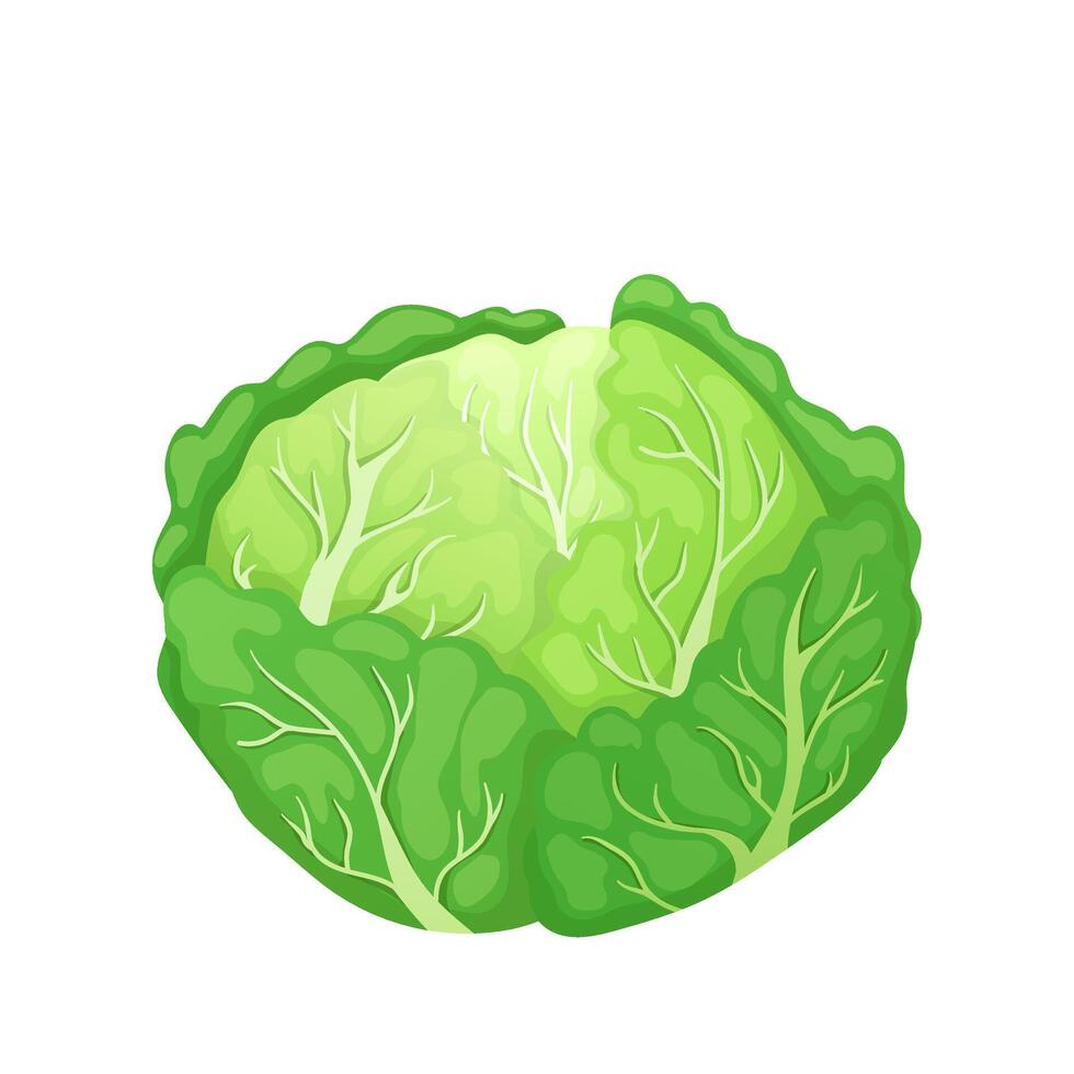 Green cabbage in flat design. Natural vegetable for healthy salad meal. illustration isolated. vector