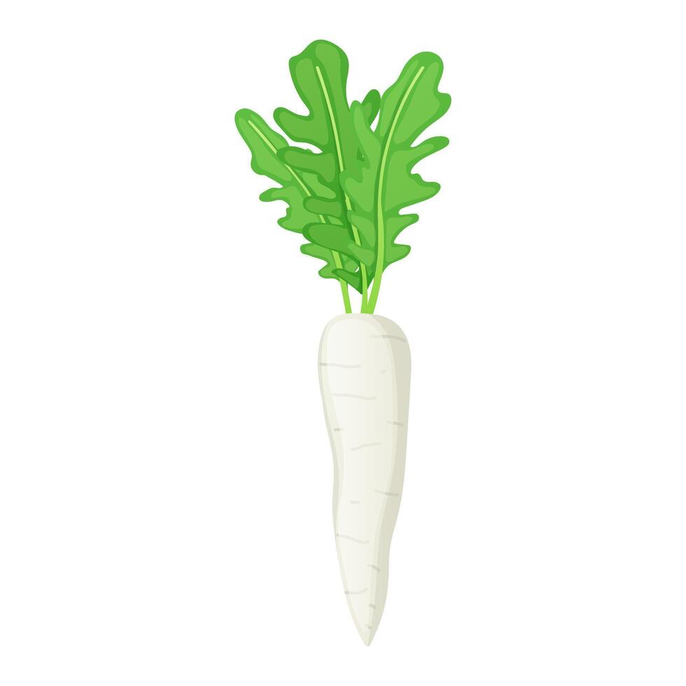 Daikon radish with green leaves in flat design. Organic vegetable harvest. illustration isolated. vector