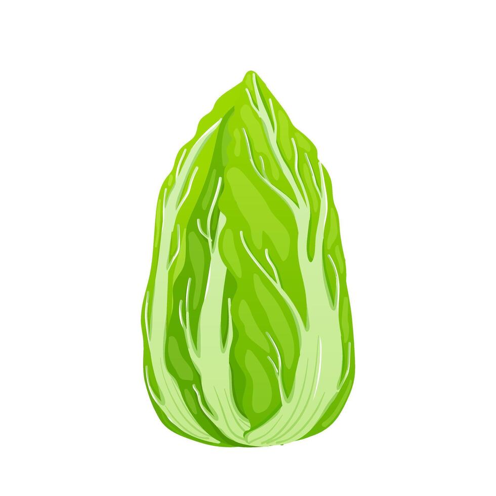 Green salad in flat design. Ripe cabbage with leaves, vegetable harvest. illustration isolated. vector