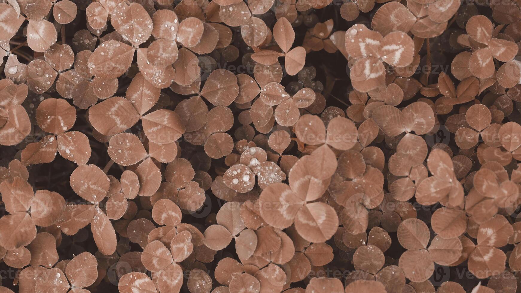 Clover leaves with water drops from rain or morning dew. Abstract natural soft background with copy space, top view. Mocha Mousse, Color of the Year 2025. photo