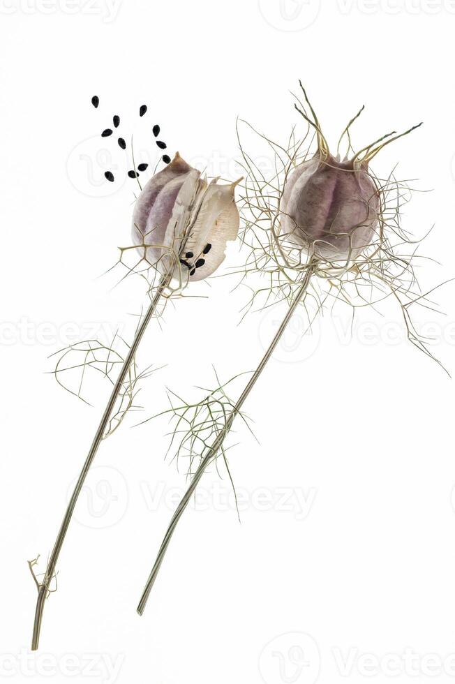 black cumin flower capsule with seed on white photo