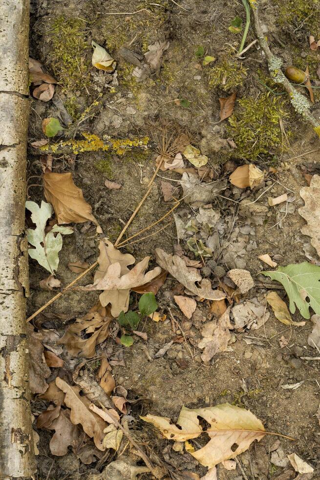 forest soil close up during fall season photo
