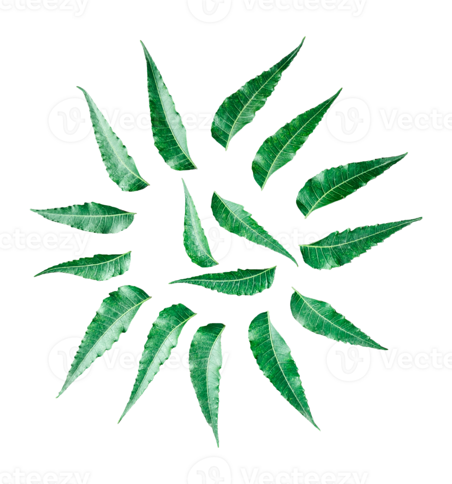 neem leaf icon,medical green leaves on transparent background, green neem leaves in a circle on a transparent background, neem leaves is medicinal properties and significance in traditional medicine png