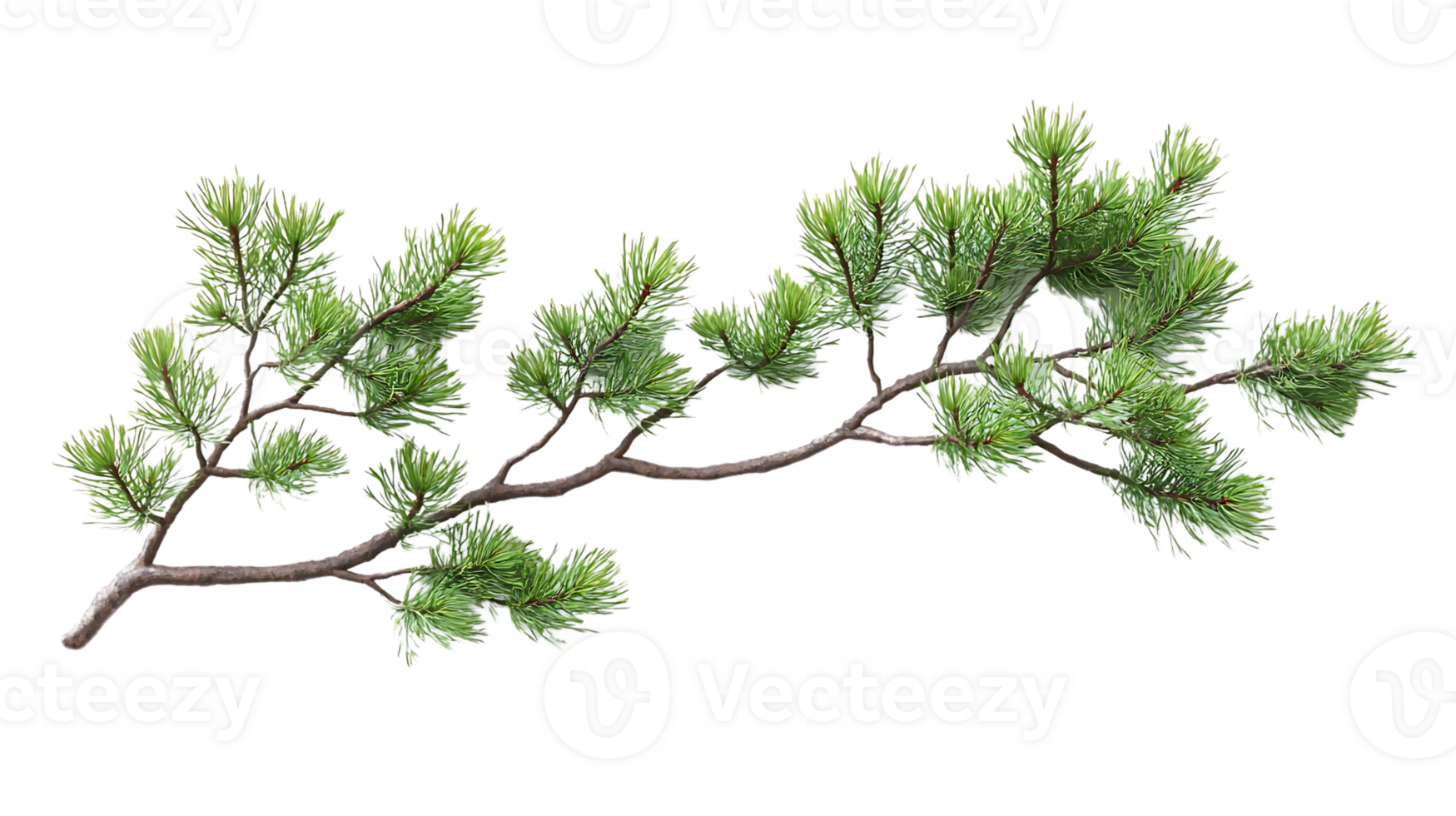 Pine Branch with Transparent Background, Ideal for Design Projects png