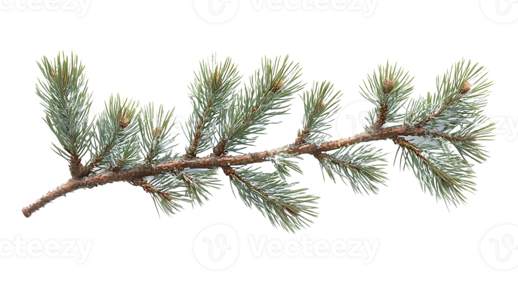 Pine Branch with Snow, Transparent Background Image Resource png