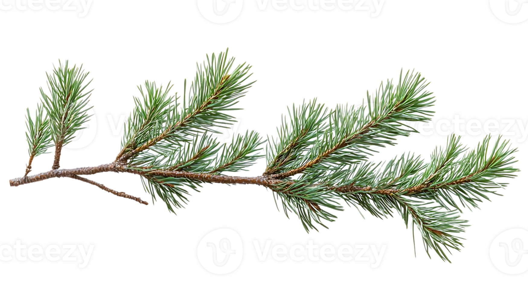 Pine Branch with Transparent Background, Showcase Nature's Beauty Seamlessly png