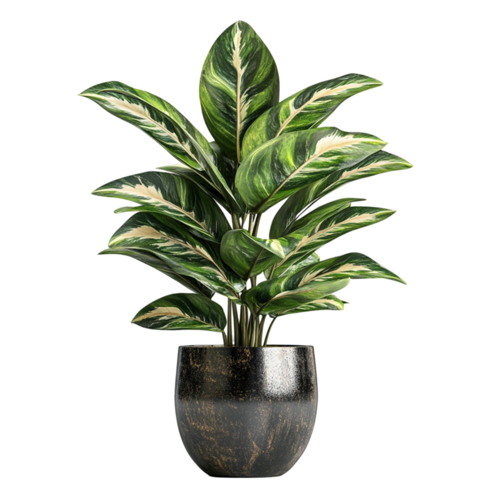 Potted Plant with Variegated Green and White Leaves png