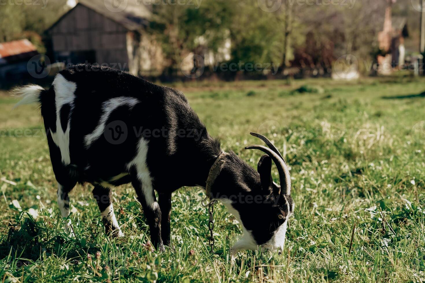 Black and White Goat Grazing in a Green Field photo