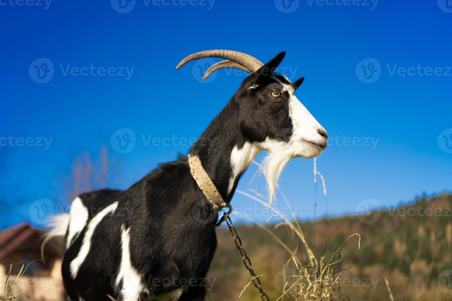 Goat in a Rural Landscape photo