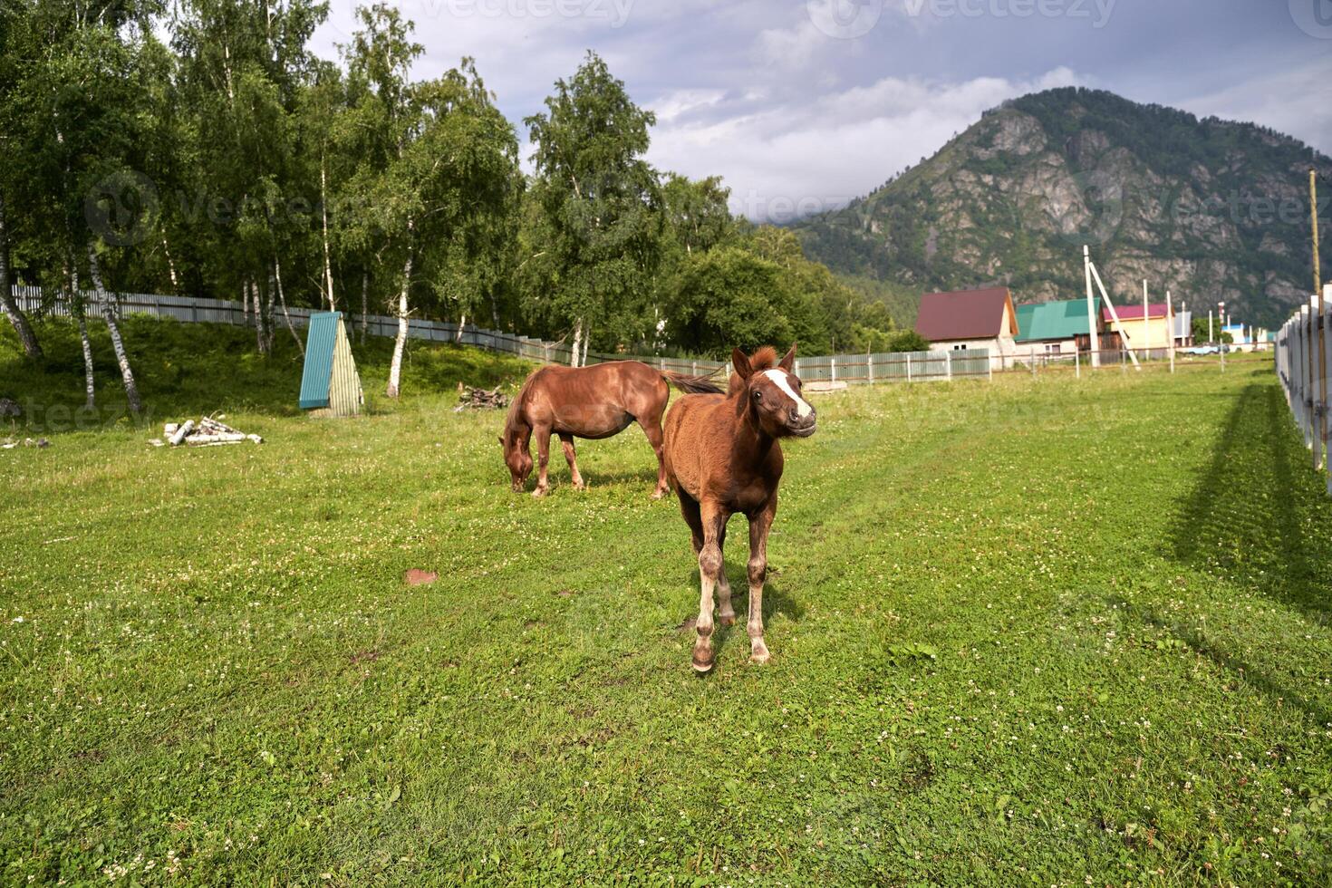 Young foals grazing in lush mountain valley pasture on a cloudy day. photo