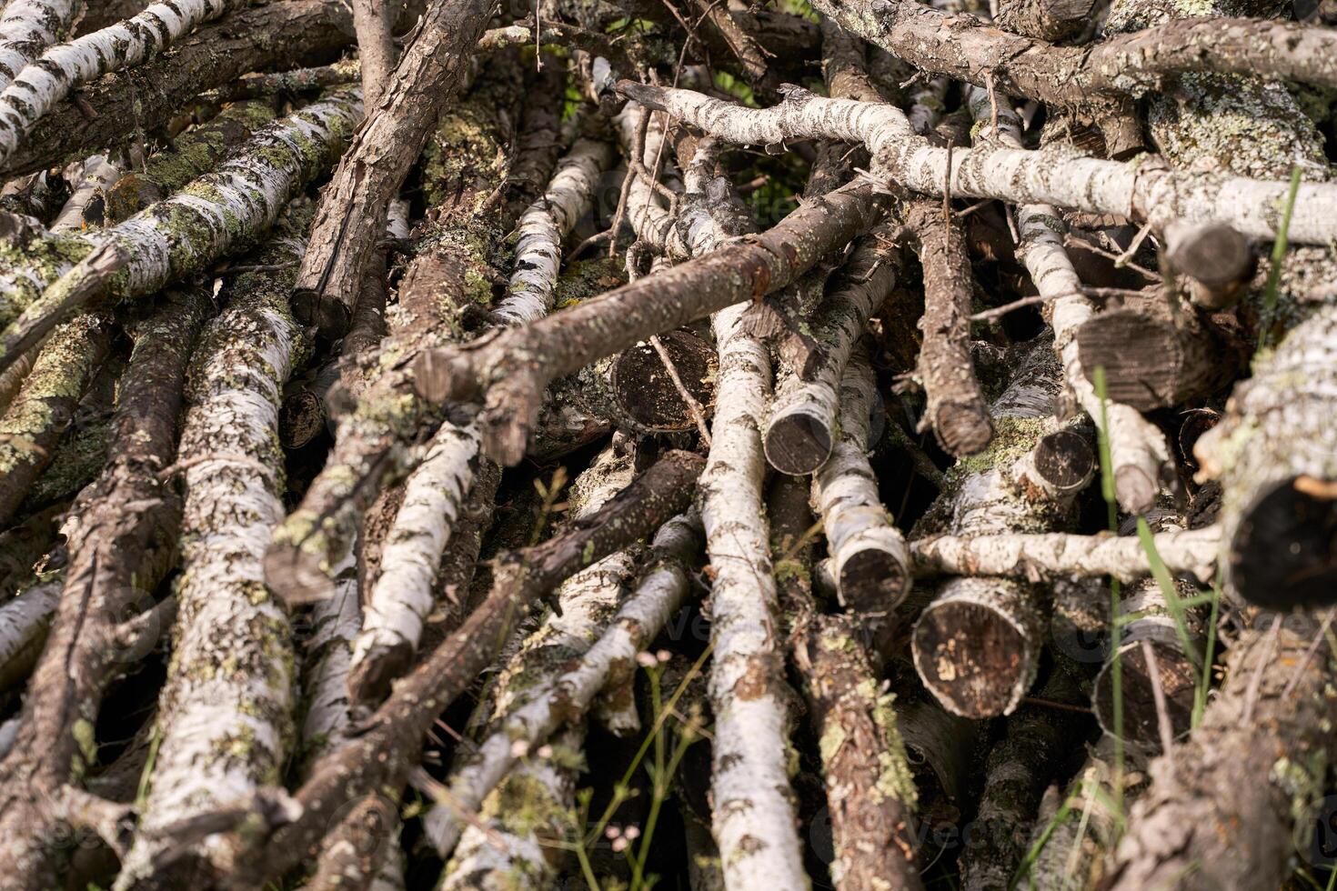Pile of birch logs and branches with mossy growth in forest setting highlighting natural textures. photo