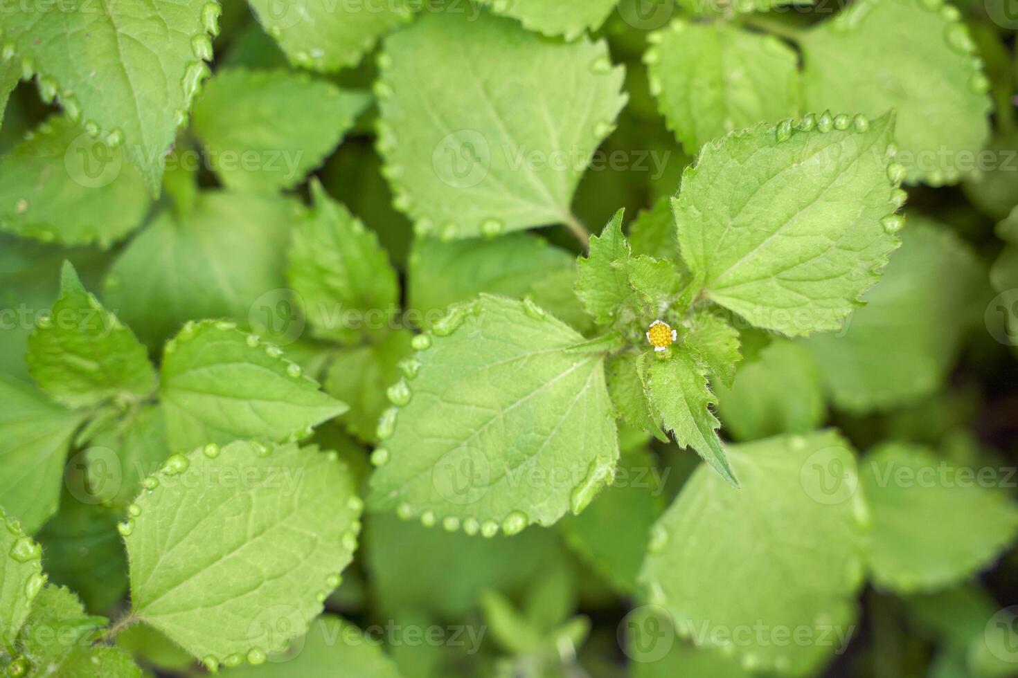 Green foliage with dew drop edges and tiny yellow flower emerging in lush garden setting. photo