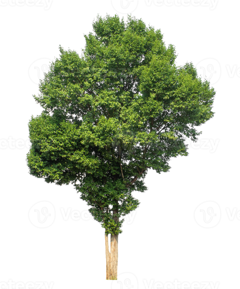 Tree Isolated on transparent Background tropical trees isolated used for design png