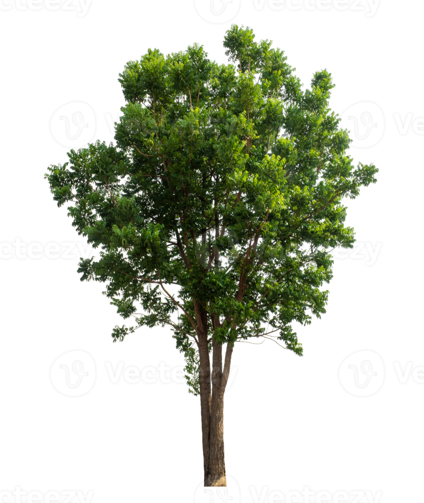 Tree Isolated on transparent Background, tropical trees isolated used for design tropical trees isolated used for design png