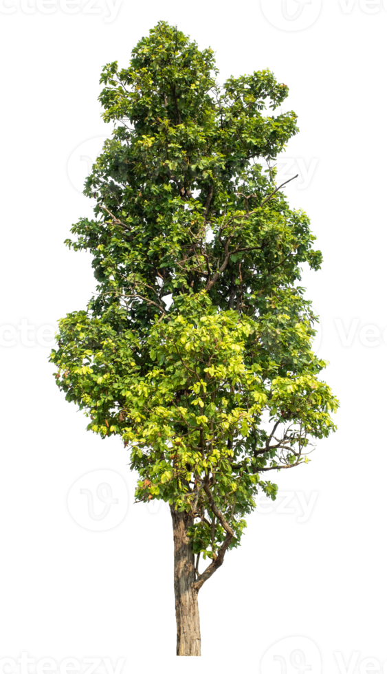 trees isolated on transparent background, plant green tree love the world concept, high resolution. png