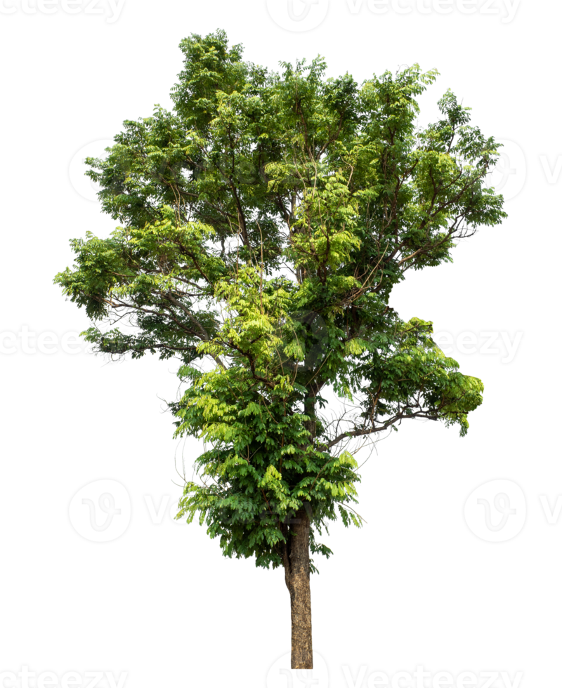 Green tree isolated on transparent background, plant green tree love the world concept, high resolution. png