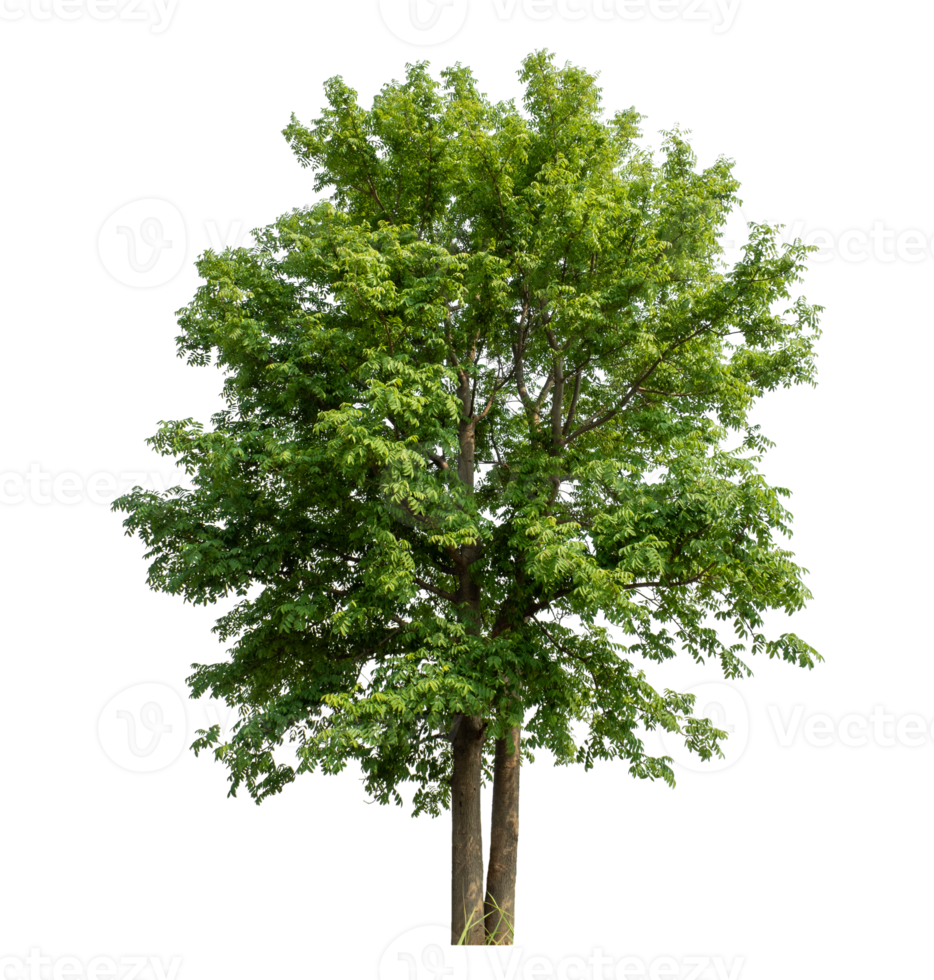 Green tree isolated on transparent background, tropical trees isolated used for design, high resolution. png