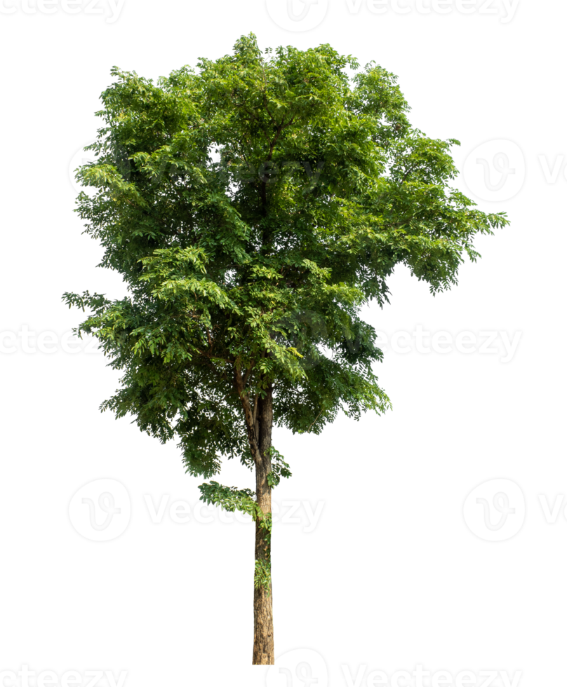 tree isolated on transparent background, plant green tree love the world concept, high resolution. png