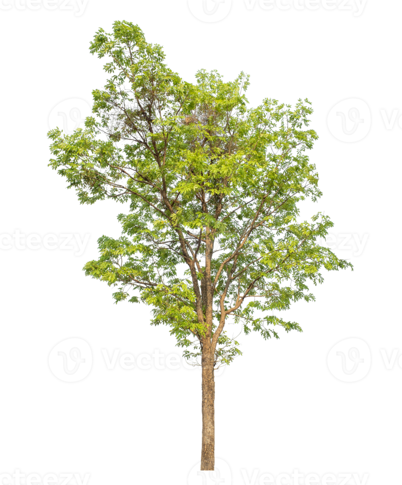 Tree isolated on transparent background, tropical trees isolated used for design, high resolution. png