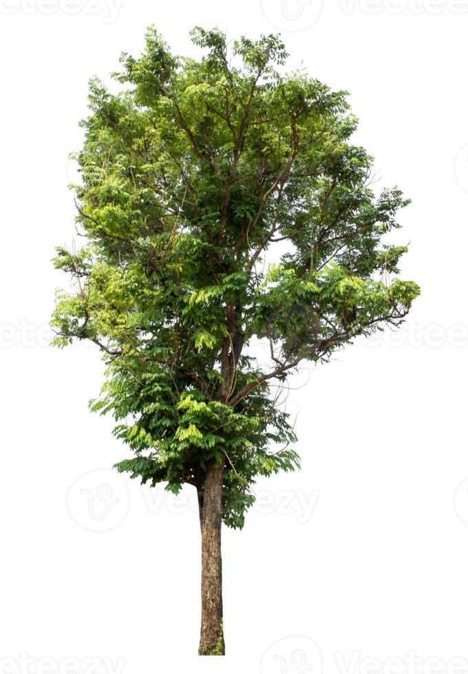 Tree Isolated on transparent Background, tropical trees isolated used for design, tropical trees isolated used for design png