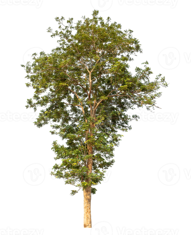 Tree isolated on transparent background high resolution. png