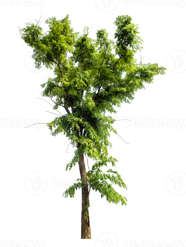 Tree Isolated on transparent Background, tropical trees isolated used for design png