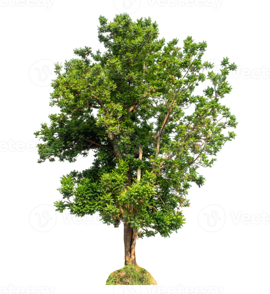 Green tree isolated on transparent background, tropical trees isolated used for design png