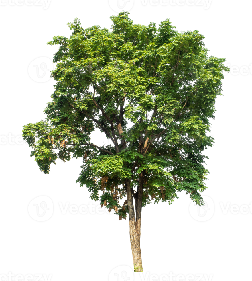 Tree Isolated on transparent Background, tropical trees isolated used for design. png