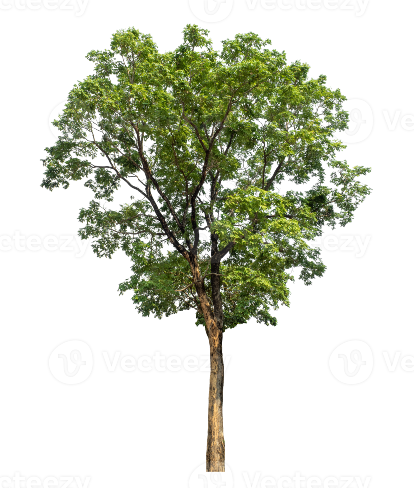 Isolated tree on transparent background png
