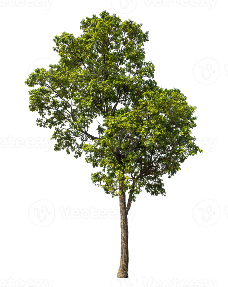 Green tree isolated on transparent background, plant green tree love the world concept, high resolution png