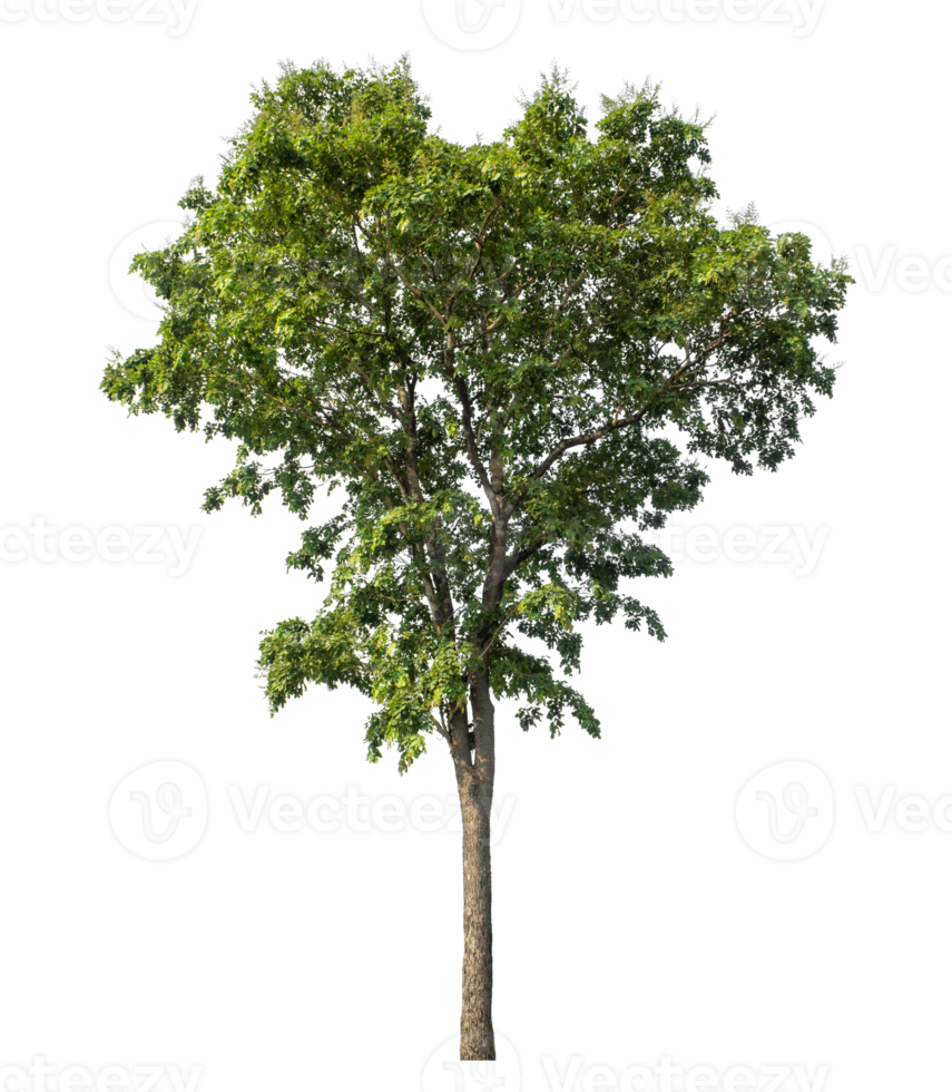 Trees on transparent background, real tree green leaf , tropical trees isolated used for design, tropical trees isolated used for design png
