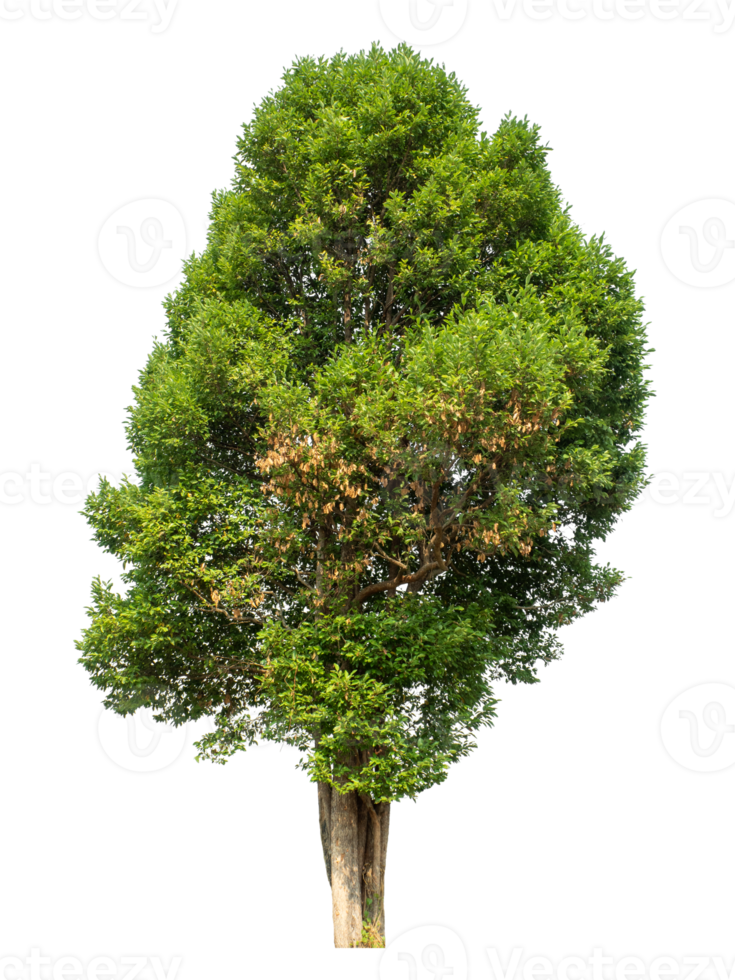 Tree on transparent background, real tree green leaf , tropical trees isolated used for design, tropical trees isolated used for design png