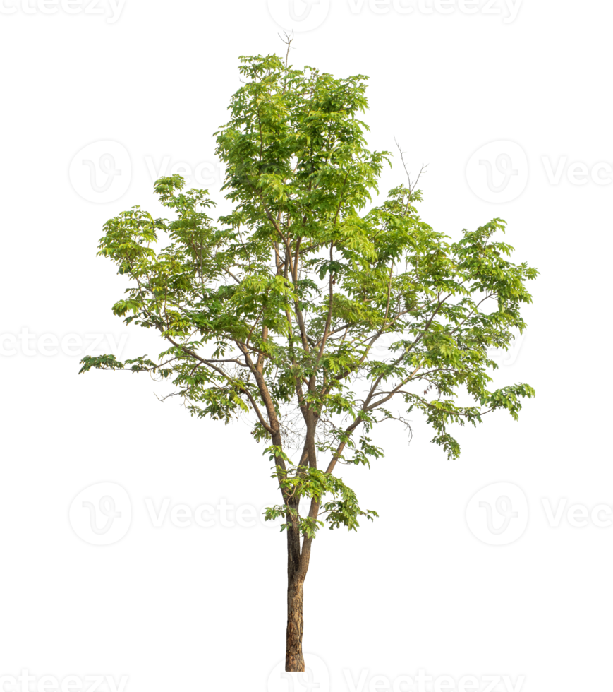 Trees isolated on transparent background, tropical trees isolated used for design, advertising png
