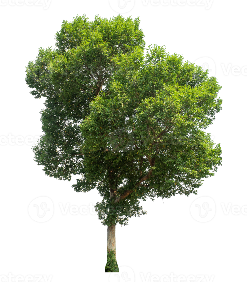 Green tree isolated on transparent background, plant green tree love the world concept. png