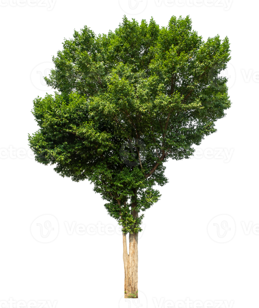 Green tree Isolated on transparent Background, tropical trees isolated used for design tropical trees isolated used for design png