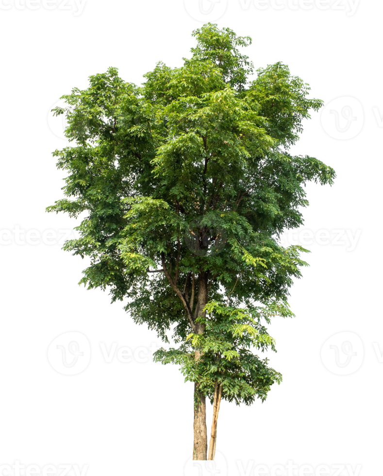 Tree on transparent background, real tree green leaf , tropical trees isolated used for design png