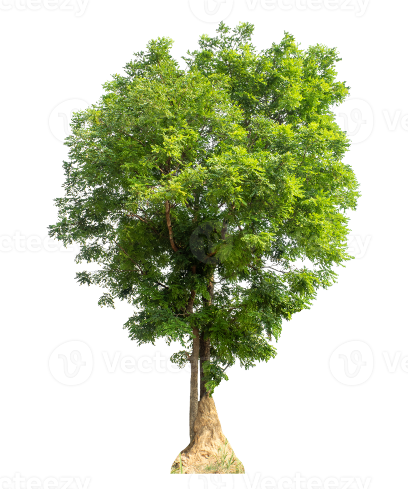 Tree Isolated on transparent Background, real tree green leaf png
