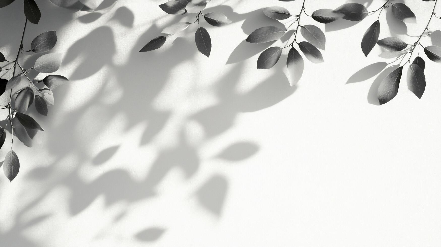 Monochrome leaf shadows and branches on white background. photo