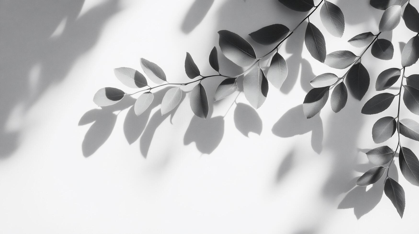 Monochrome leaf branch and shadow on white background. photo