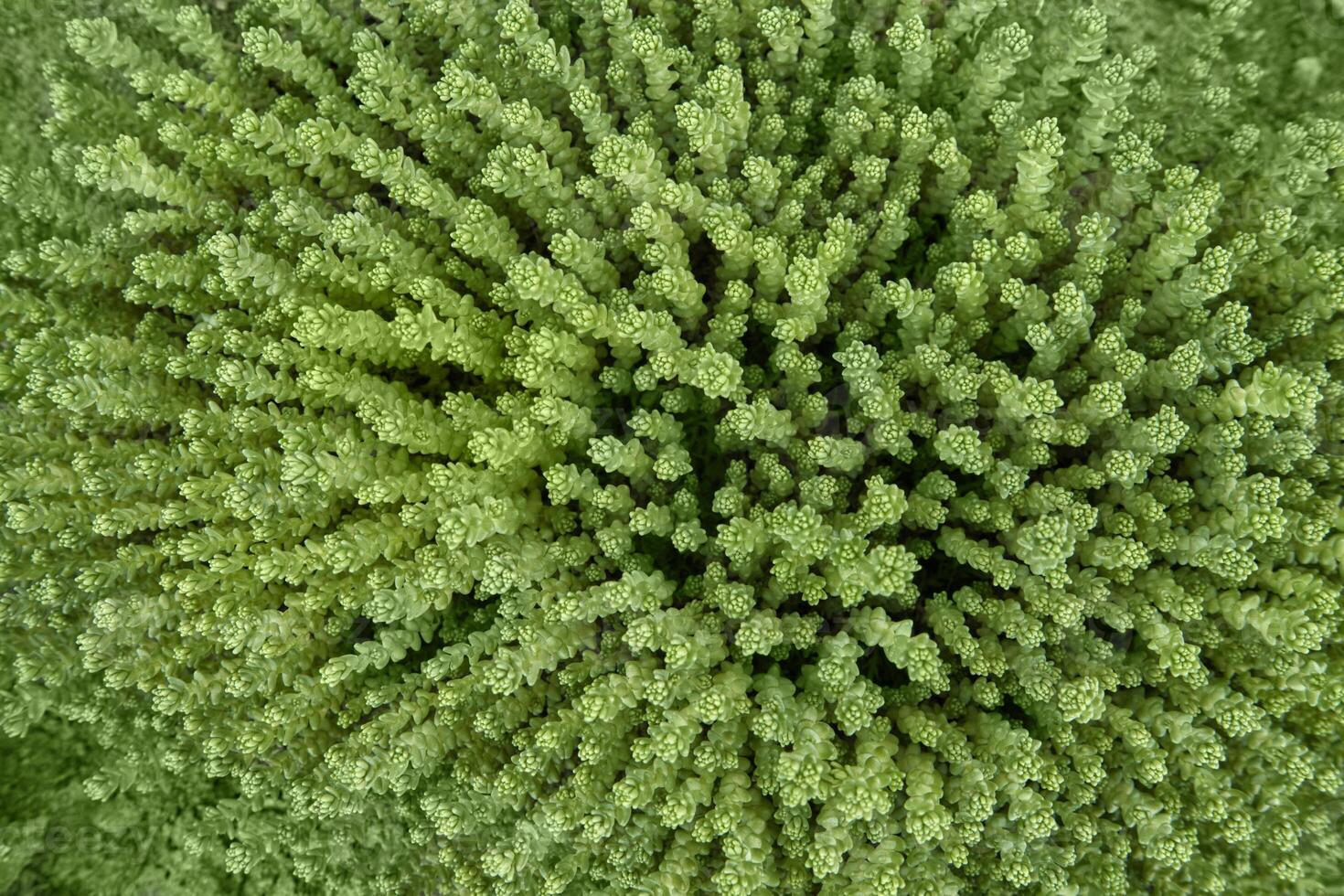 Lush green vegetation close up. top view of dense foliage with vibrant texture and natural pattern. photo