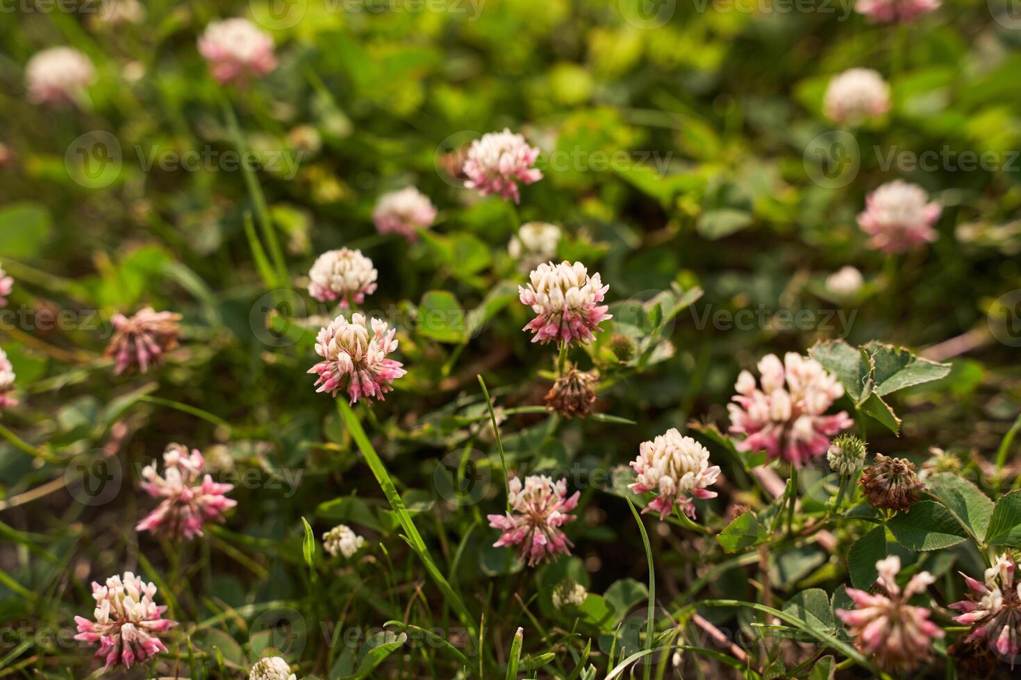 Blooming pink clover flowers in a green meadow on a sunny day. photo