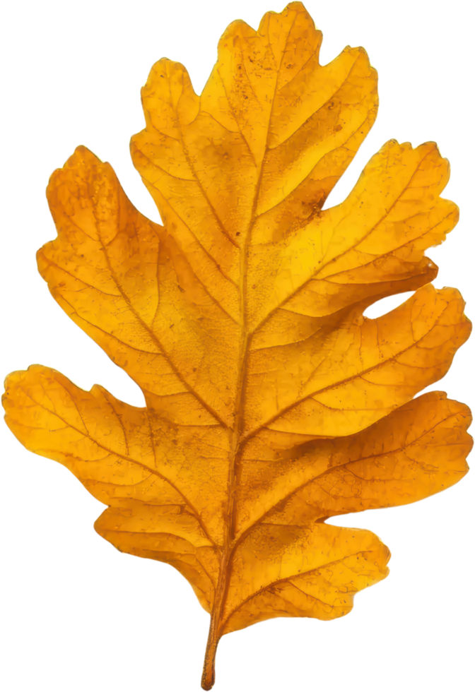 Single golden autumn oak leaf isolated transparent background perfect for fall designs png
