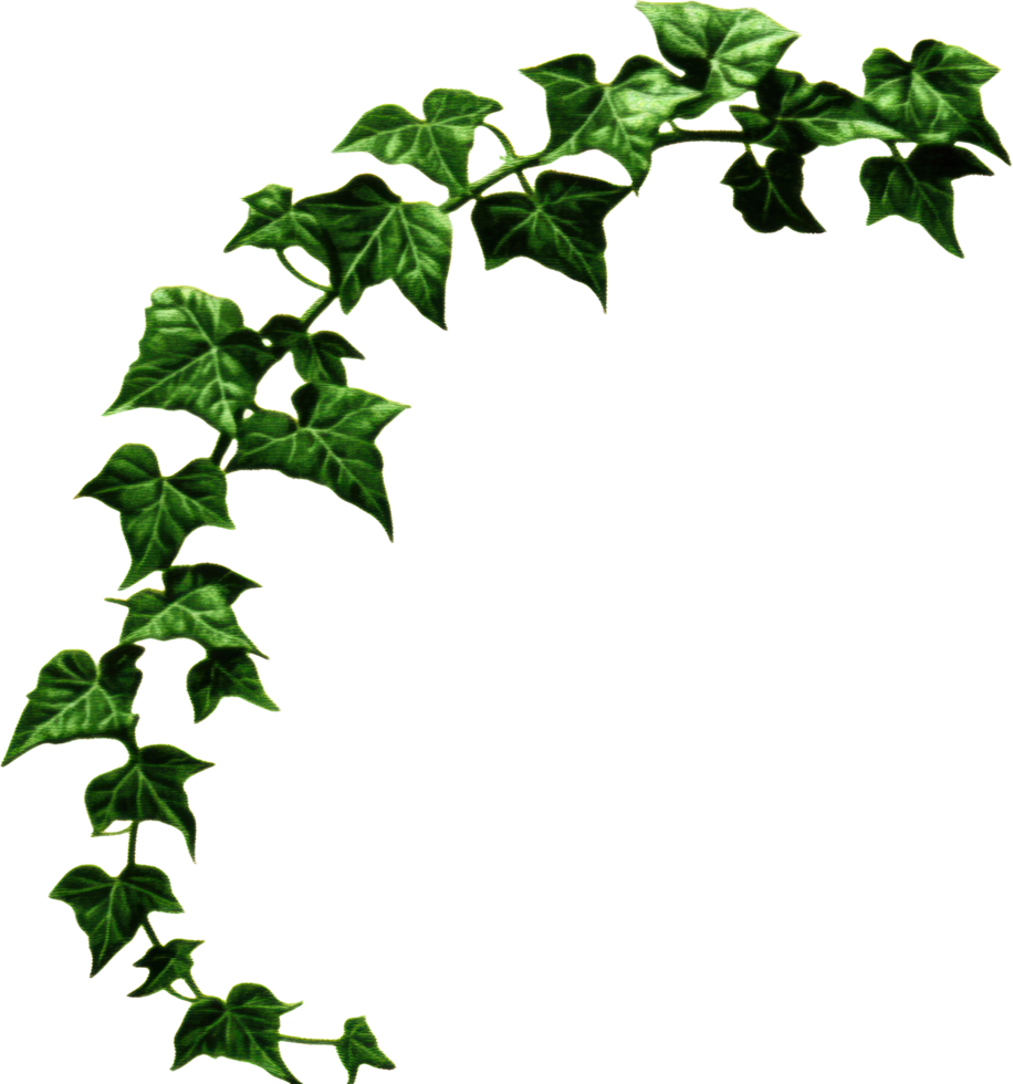 Lush green ivy vine plant clipping path isolated transparent background botanical design element png