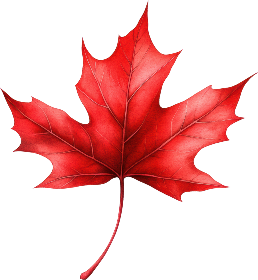 Vibrant Red Maple Leaf Autumn Foliage Nature Illustration Botanical Design Element png